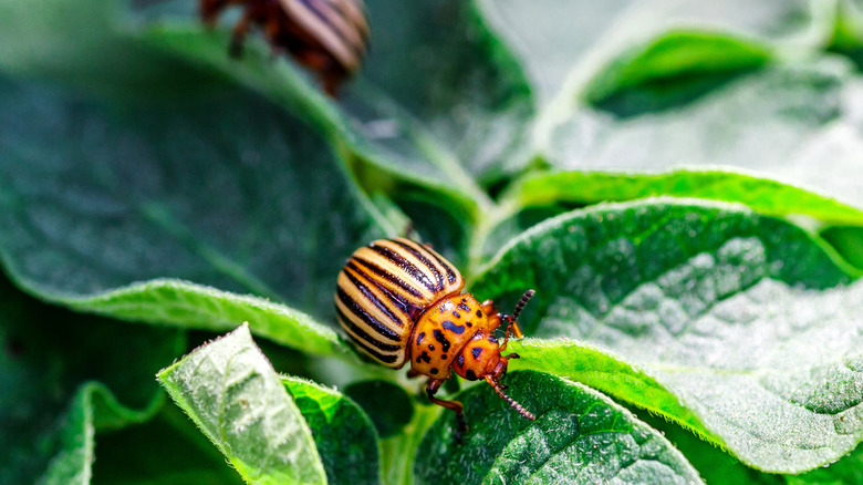 Colorado potato beetles feasting on green leaves
