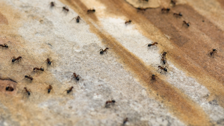 ants on floor