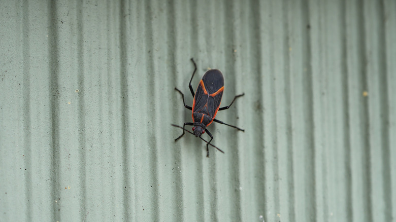 boxelder bug on side of home