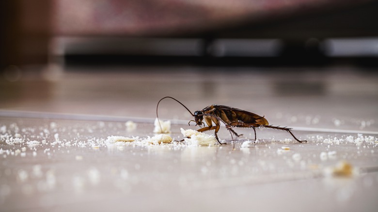 Cockroach eating crumbs