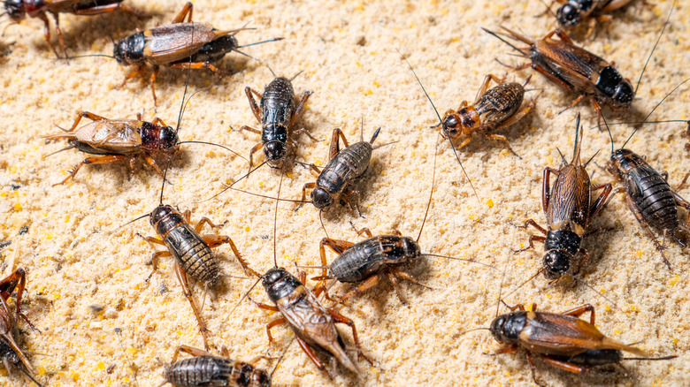 crickets on ground