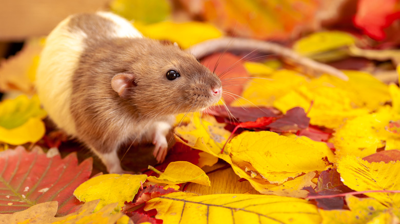 rat on autumn leaves