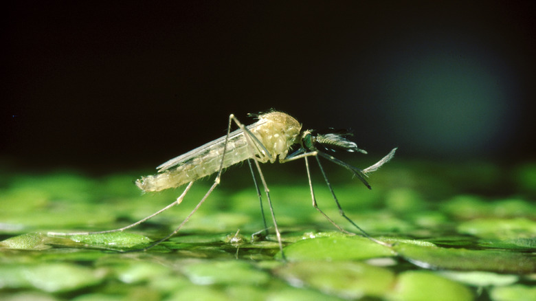 mosquito on water