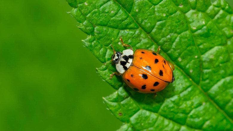 Multicolored Asian lady beetle on leaf