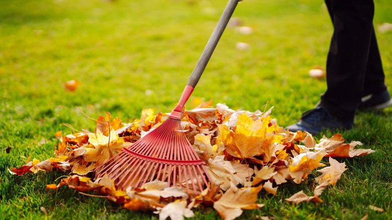 Raking autumn leaves on lawn