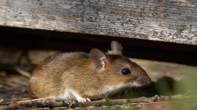mouse crouched on floor