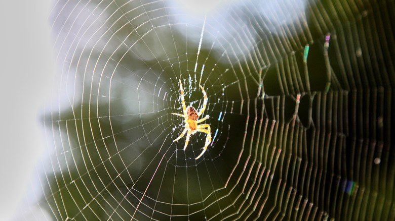 spider on web
