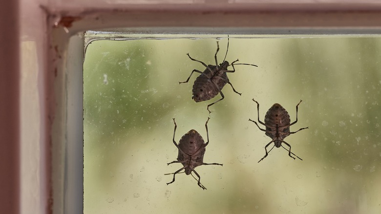 Stink bugs on window
