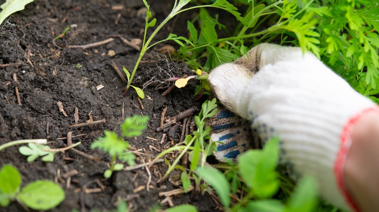 A gloved hand pulling weeds from garden
