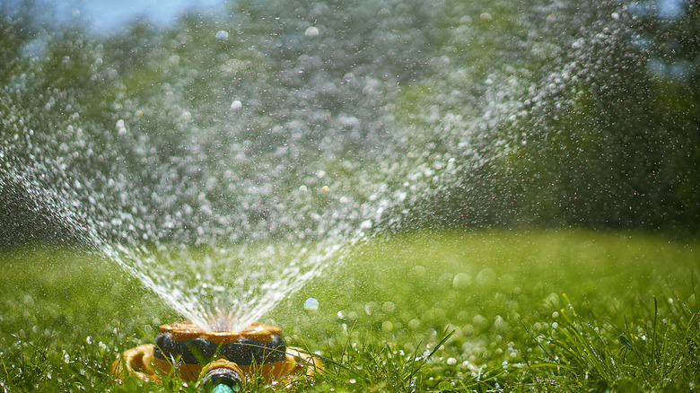 Sprinkler in the middle of a lawn