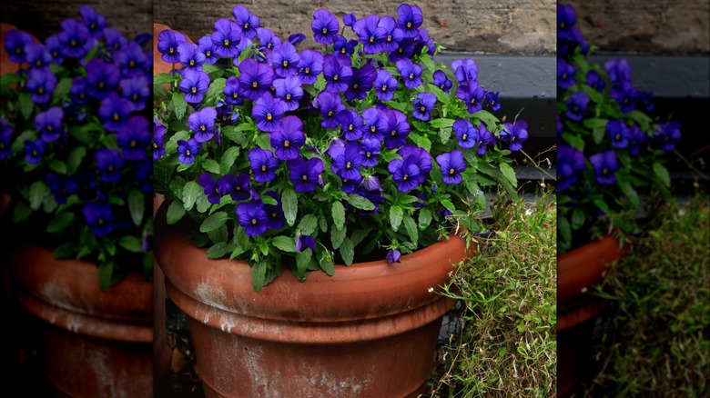 Sorbet viola flowers in bloom in a pot