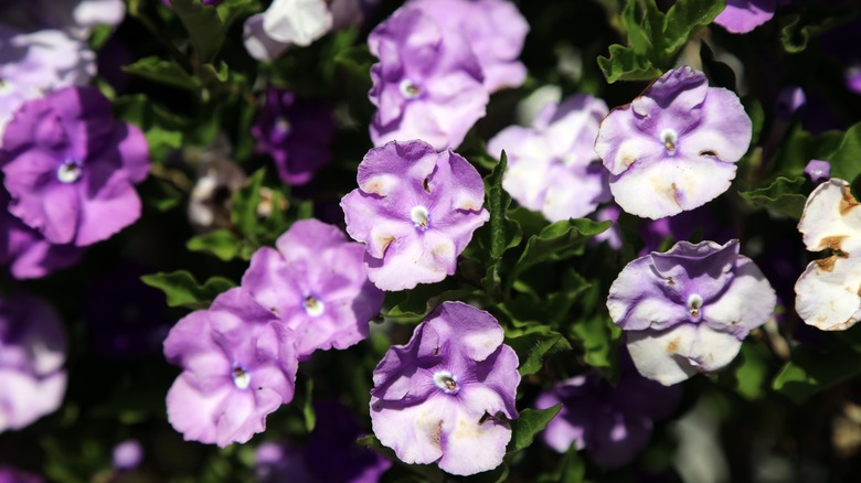 Purple flowers of yesterday, today and tomorrow plant