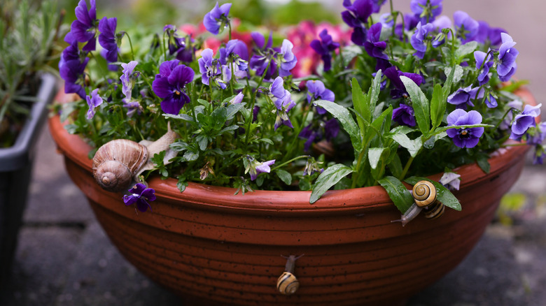 snails in plant pot