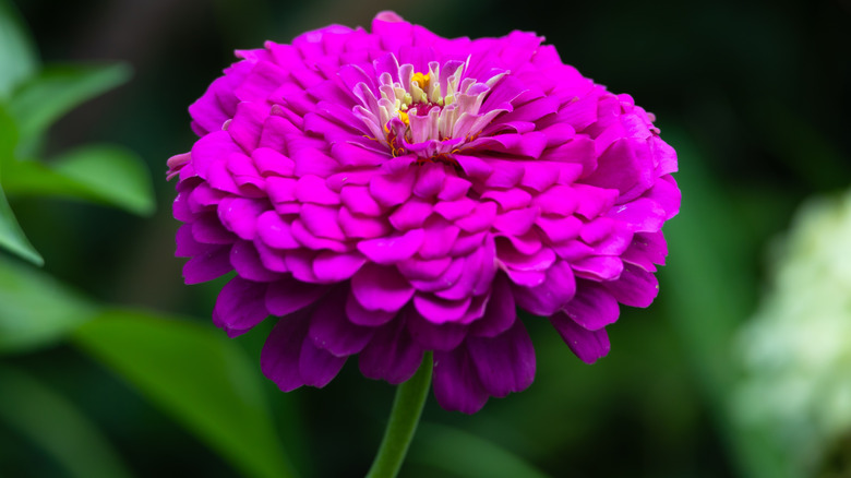Large fuchsia 'Benary's Giant' bloom