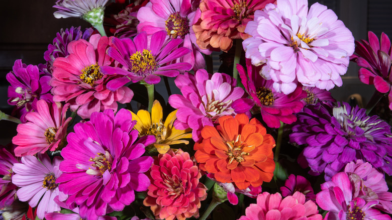 Bouquet of zinnias