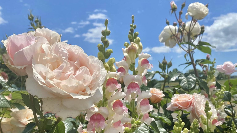 Pale pink roses and snapdragons blooming in a garden