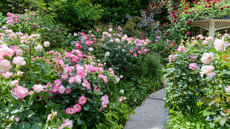 Thriving rose beds on either side of a walkway in a garden