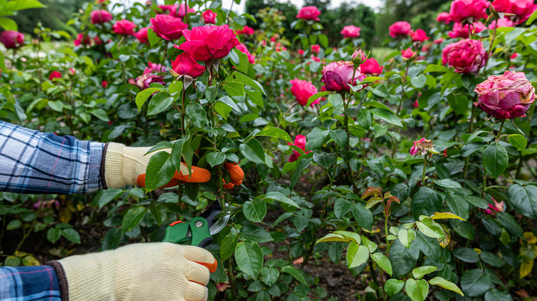 Male gloved hands pruning pink roses