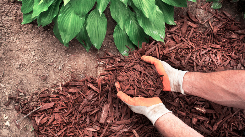 A person wearing gloves applies bark mulch to a recently weeded garden bed.