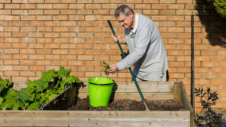 A man uses a tool to remove weeds from a raised garden bed while putting the weeds he's holding into a green plastic bucket.