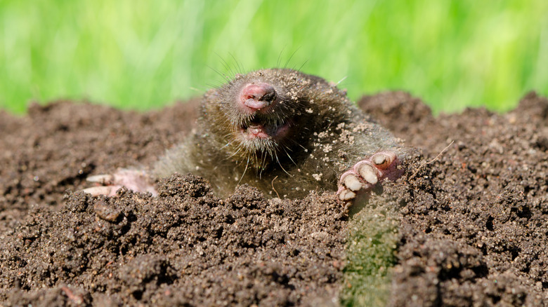 mole coming out of hole 