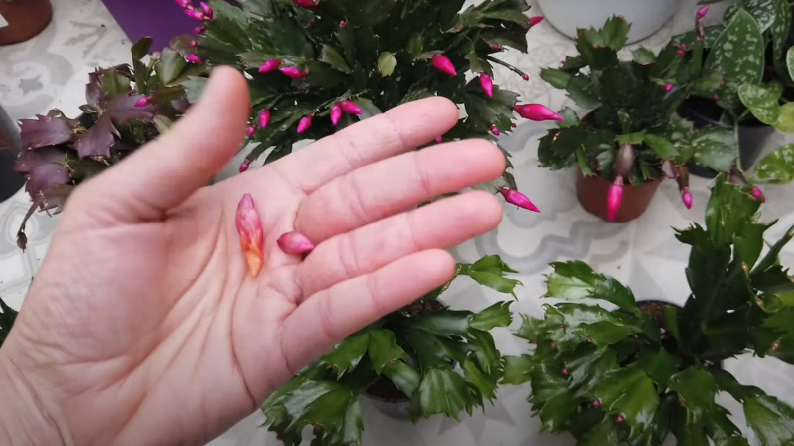 The Big Mistake That's Causing Your Christmas Cactus To Drop Buds