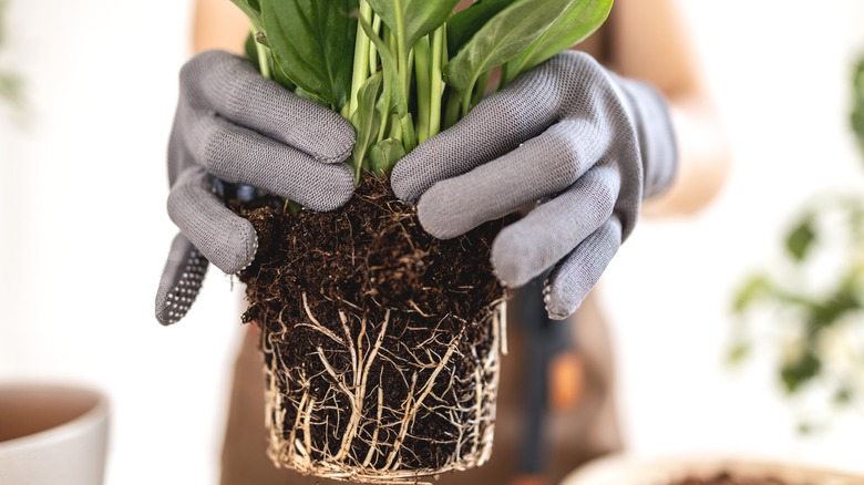 Repotting peace lily 