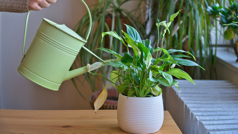 a person watering a peace lily plant