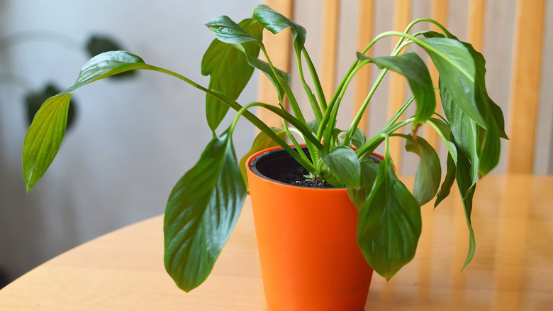 a drooping peace lily plant on a chair