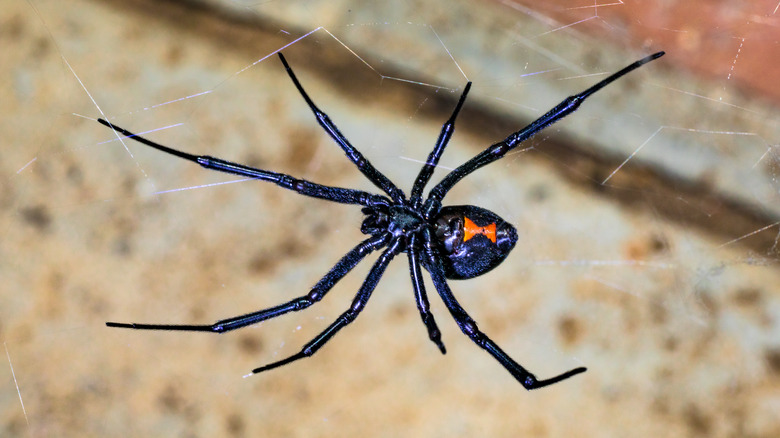 Black widow spider on web