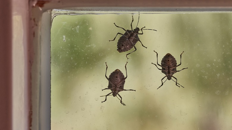 Stink bugs on window