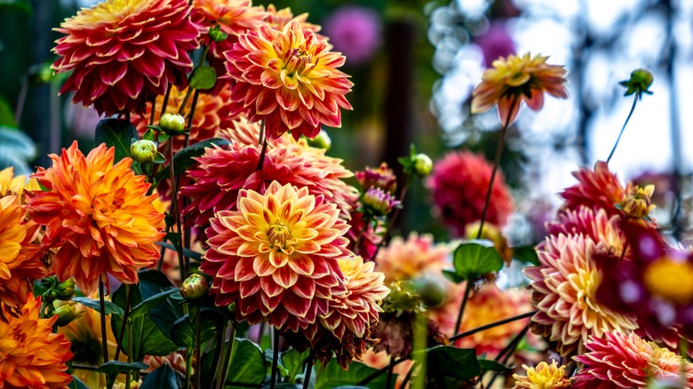 Stunning dahlias in a garden