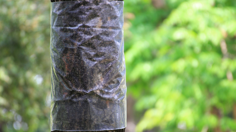 A thin layer of plastic wrapped around a tree's trunk