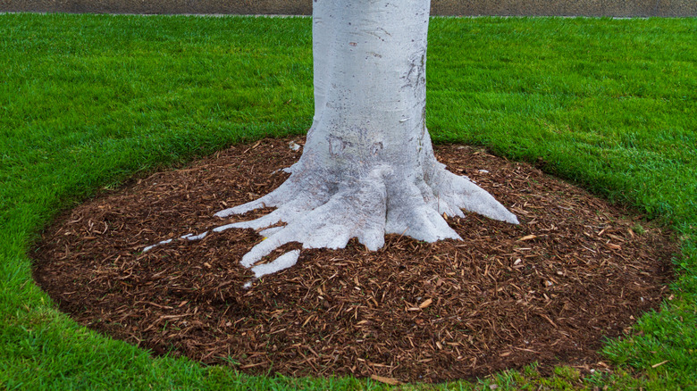 Mulch applied in a circle around a tree's trunk