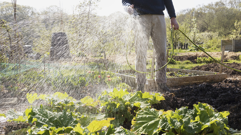 Man watering vegetable garden with hose