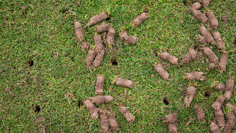 Soil plugs spread over the grass after aerating lawn