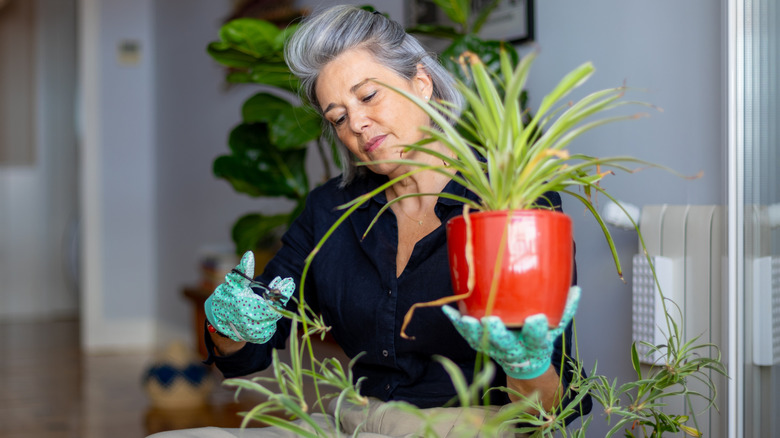 Woman trimming a spider plant