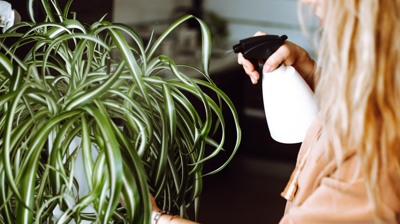 Woman spritzing spider plant with water