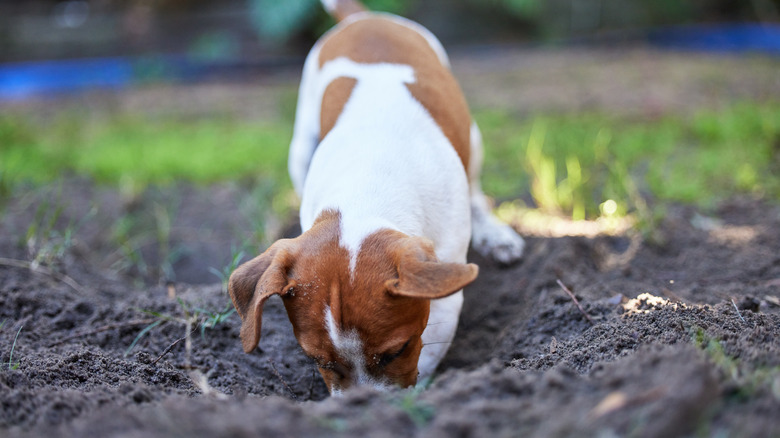 Dog digging garden soil