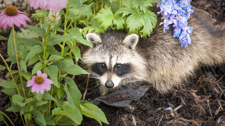 A raccoon digging around plants in a flower bed
