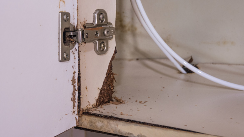Cabinet hinge with water damage and rotting wood
