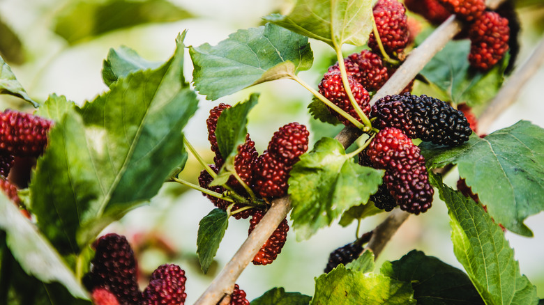 Red mulberries growing on a branch with green leaves.