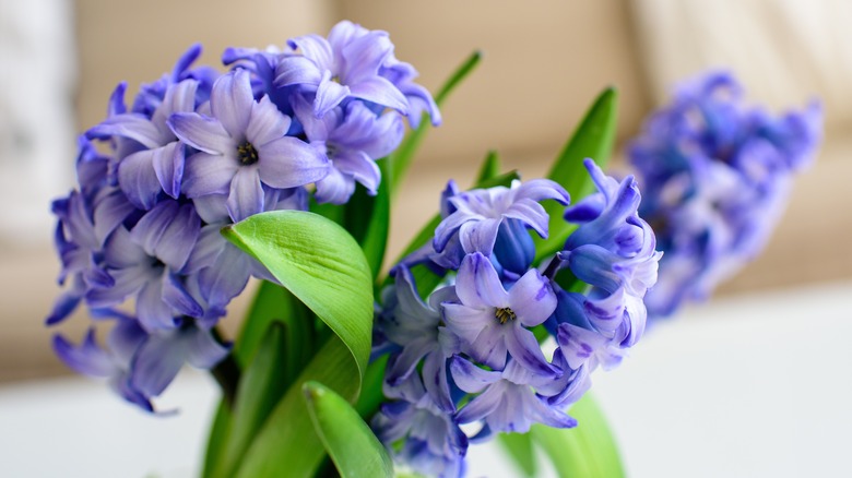 blue and white hyacinth flowers