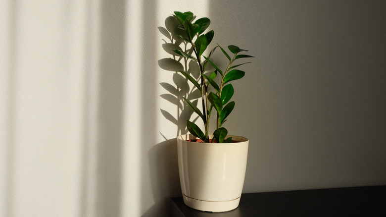 ZZ Plant in dark corner