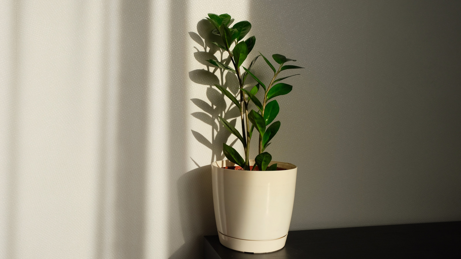 blueberry plant winter Chandler Blueberry Plant | 1 Liter Pot