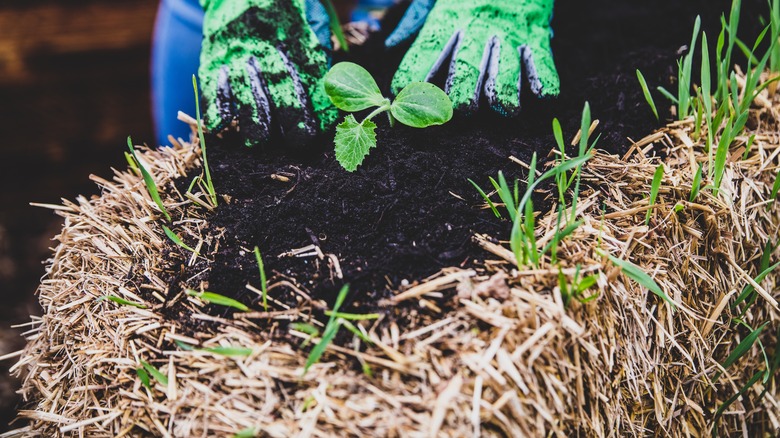 gloved hands straw bale gardening