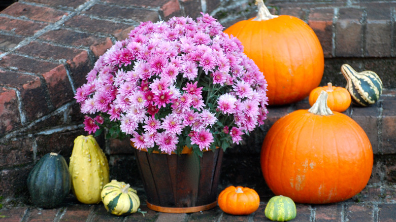 pink mums with gourds and pumpkins