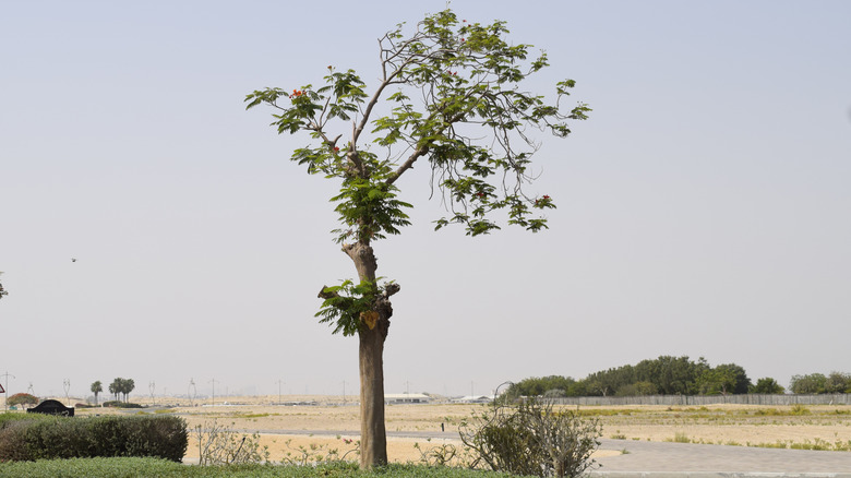 Heavily trimmed royal poinciana