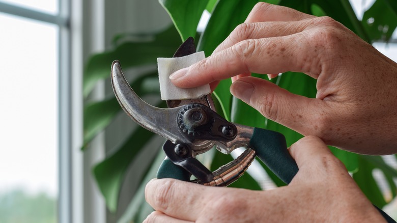 Hands sanitize pruning shears with alcohol pad