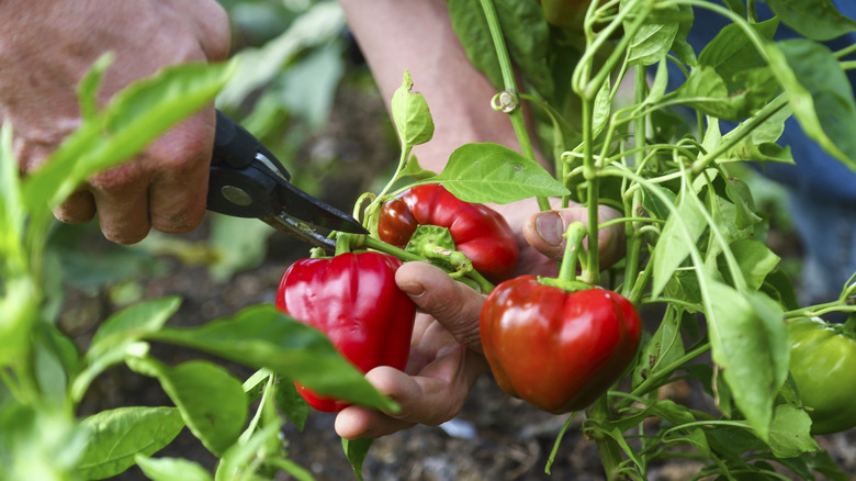 gardener harvesting peppers